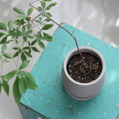 The Oslo | Minimalist Concrete Planter